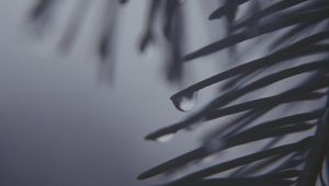 Preview wallpaper pine needles, drops, dark, bw