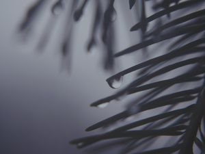 Preview wallpaper pine needles, drops, dark, bw