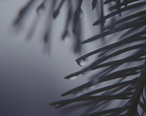 Preview wallpaper pine needles, drops, dark, bw