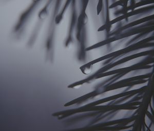 Preview wallpaper pine needles, drops, dark, bw