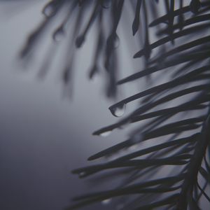 Preview wallpaper pine needles, drops, dark, bw