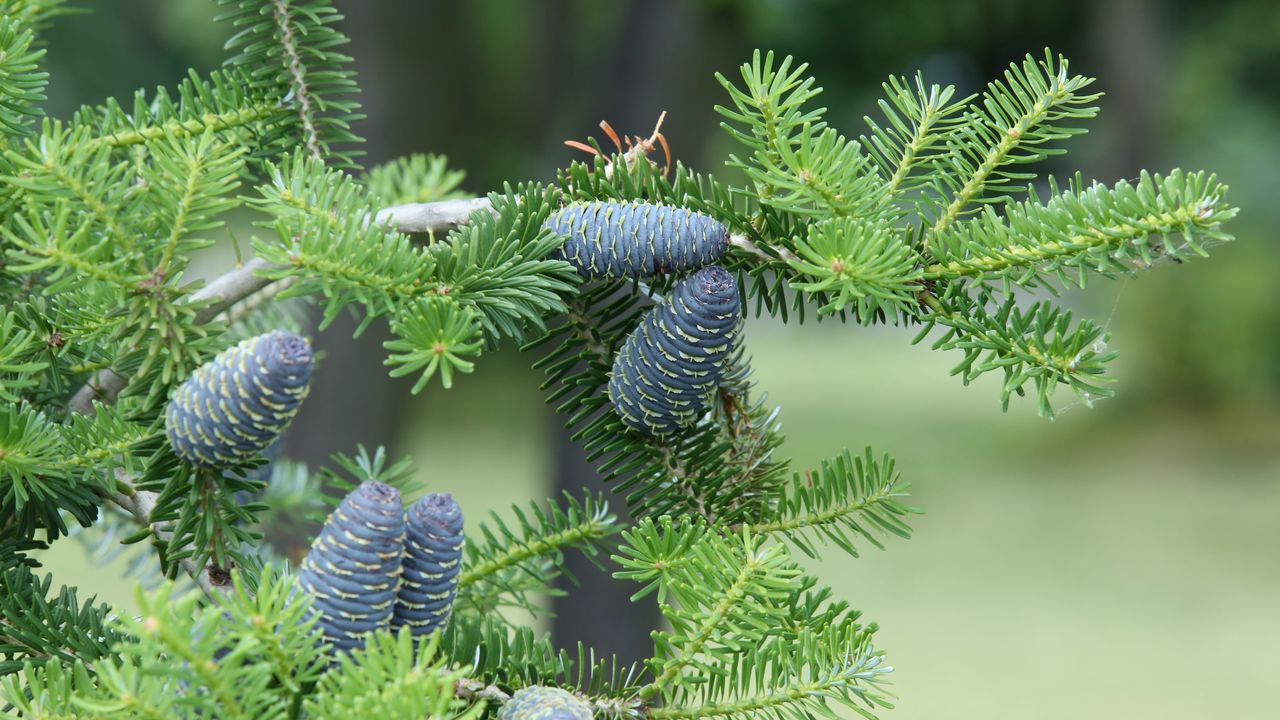 Wallpaper pine needles, pine cones, tree, branches