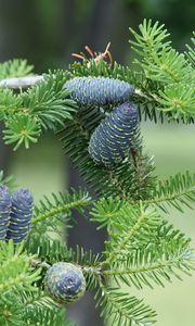 Preview wallpaper pine needles, pine cones, tree, branches