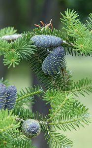 Preview wallpaper pine needles, pine cones, tree, branches