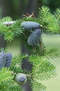 Preview wallpaper pine needles, pine cones, tree, branches