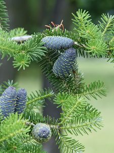 Preview wallpaper pine needles, pine cones, tree, branches