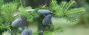 Preview wallpaper pine needles, pine cones, tree, branches