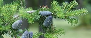 Preview wallpaper pine needles, pine cones, tree, branches