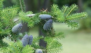 Preview wallpaper pine needles, pine cones, tree, branches