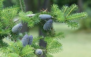 Preview wallpaper pine needles, pine cones, tree, branches