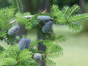 Preview wallpaper pine needles, pine cones, tree, branches