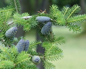 Preview wallpaper pine needles, pine cones, tree, branches