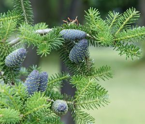 Preview wallpaper pine needles, pine cones, tree, branches