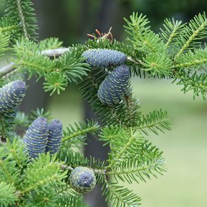 Preview wallpaper pine needles, pine cones, tree, branches