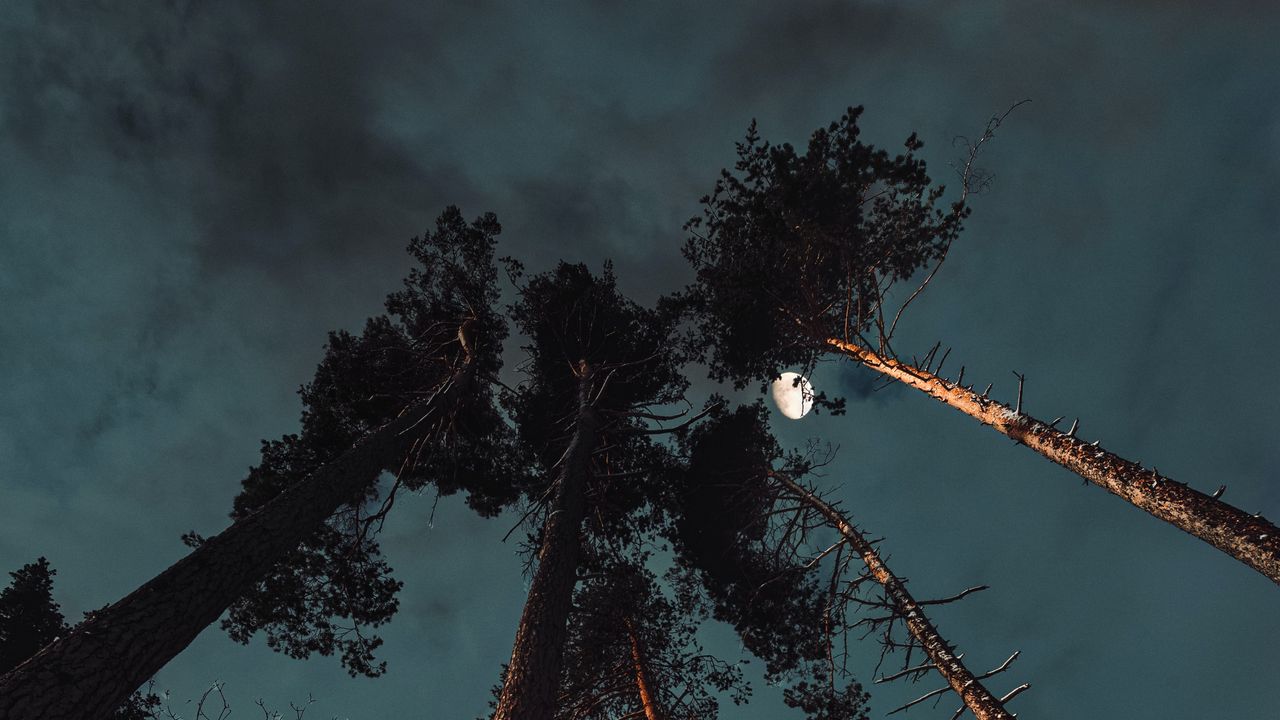 Wallpaper pine, night, moon, bottom view