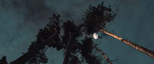 Preview wallpaper pine, night, moon, bottom view