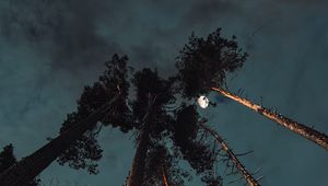 Preview wallpaper pine, night, moon, bottom view