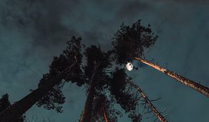 Preview wallpaper pine, night, moon, bottom view