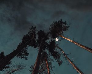 Preview wallpaper pine, night, moon, bottom view