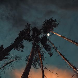 Preview wallpaper pine, night, moon, bottom view