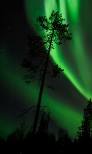 Preview wallpaper pine, northern lights, starry sky