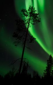 Preview wallpaper pine, northern lights, starry sky