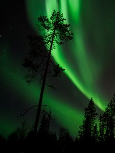 Preview wallpaper pine, northern lights, starry sky