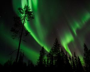 Preview wallpaper pine, northern lights, starry sky