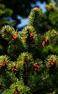 Preview wallpaper pine, pine needles, branches, thorns