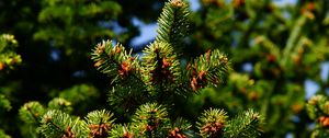 Preview wallpaper pine, pine needles, branches, thorns