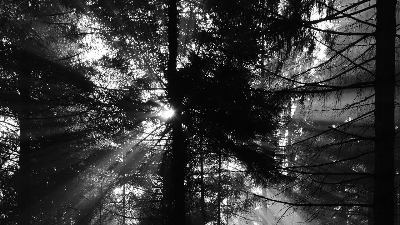 Wallpaper pine, rays, bw, forest, trees