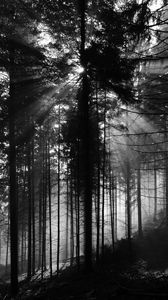 Preview wallpaper pine, rays, bw, forest, trees