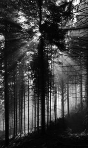 Preview wallpaper pine, rays, bw, forest, trees