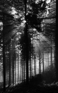 Preview wallpaper pine, rays, bw, forest, trees