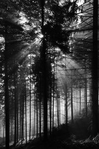 Preview wallpaper pine, rays, bw, forest, trees