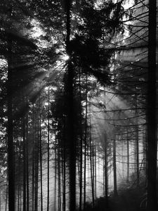 Preview wallpaper pine, rays, bw, forest, trees