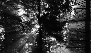 Preview wallpaper pine, rays, bw, forest, trees