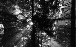 Preview wallpaper pine, rays, bw, forest, trees