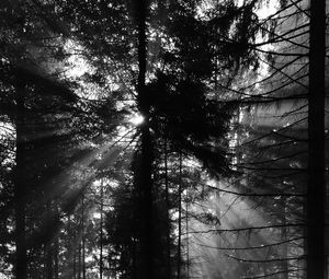 Preview wallpaper pine, rays, bw, forest, trees