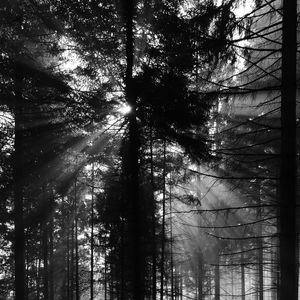 Preview wallpaper pine, rays, bw, forest, trees