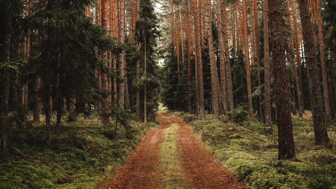 Wallpaper pine, road, forest, trees