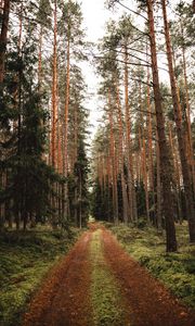Preview wallpaper pine, road, forest, trees