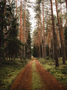 Preview wallpaper pine, road, forest, trees