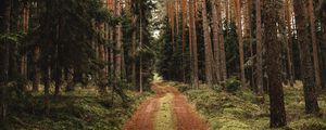 Preview wallpaper pine, road, forest, trees