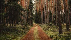 Preview wallpaper pine, road, forest, trees