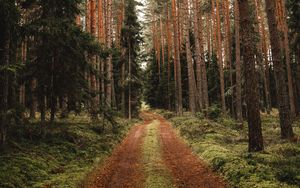 Preview wallpaper pine, road, forest, trees