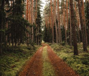 Preview wallpaper pine, road, forest, trees