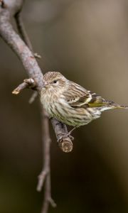 Preview wallpaper pine siskin, siskin, bird, branch, blur