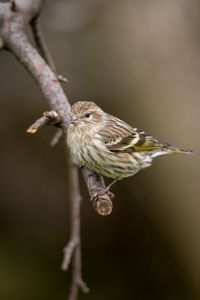 Preview wallpaper pine siskin, siskin, bird, branch, blur