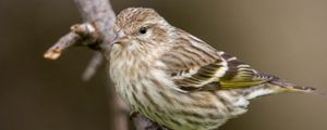 Preview wallpaper pine siskin, siskin, bird, branch, blur